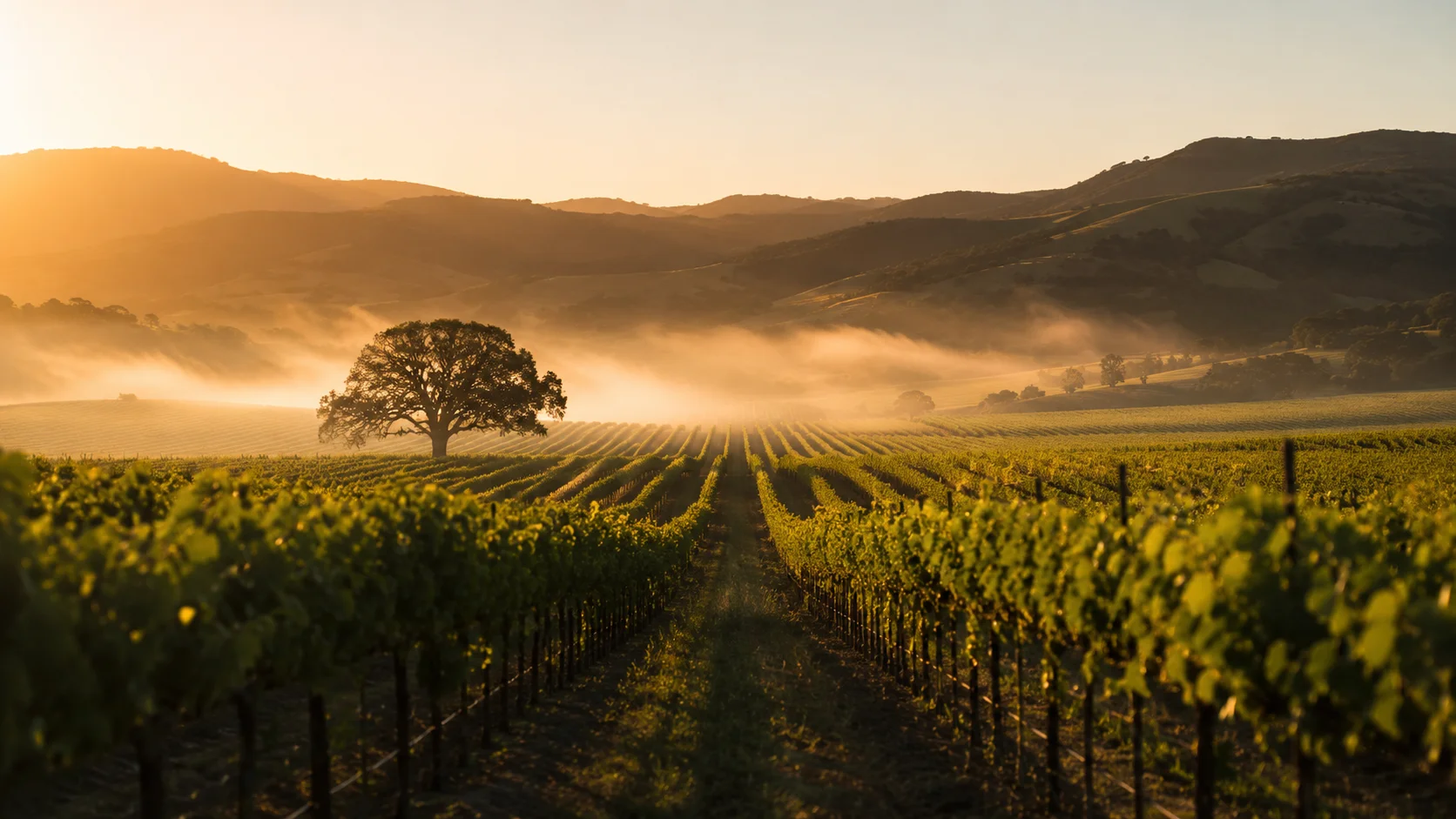 Napa Valley